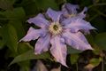 Clematis Joanna 20 Powojnik